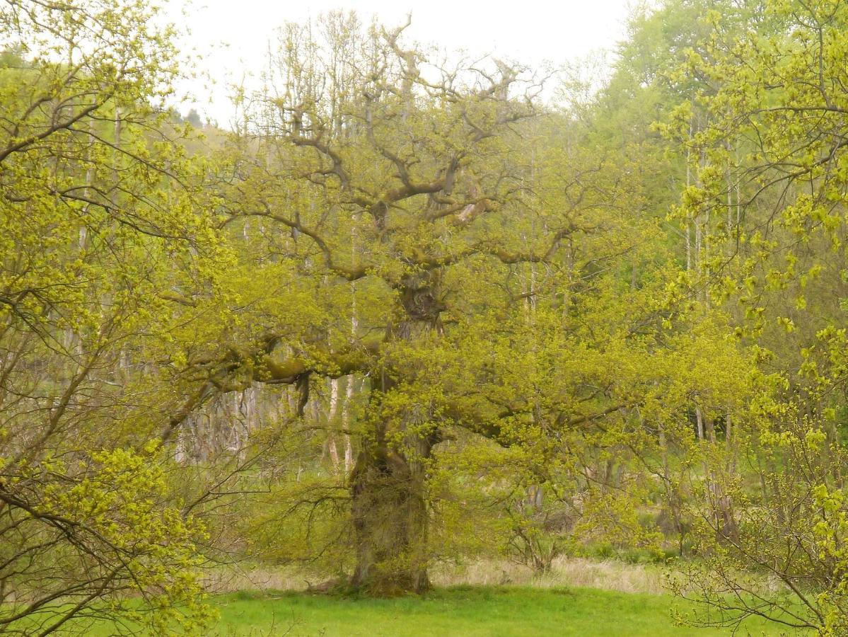 Ferienhaus-Uckermarkblick Rosenow  エクステリア 写真