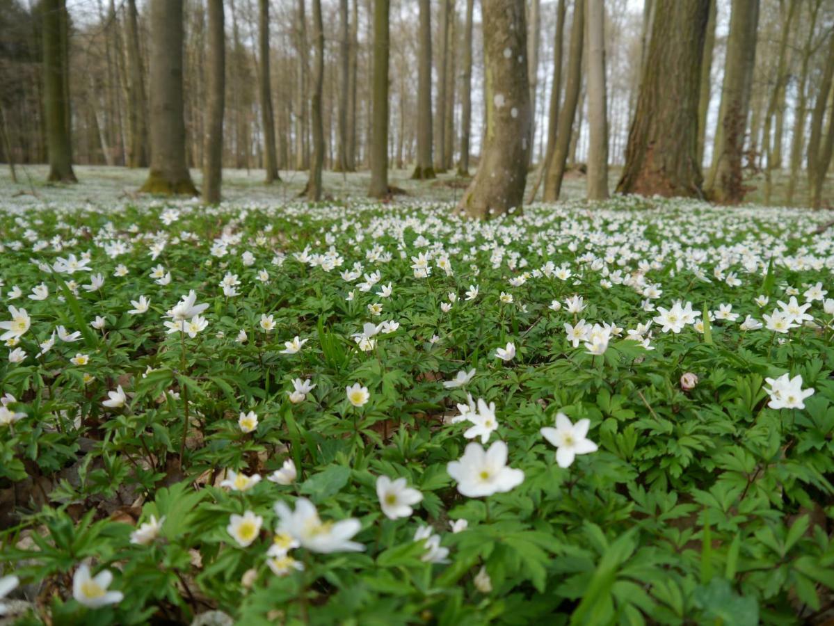 Ferienhaus-Uckermarkblick Rosenow  エクステリア 写真